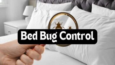 Bedbugs Pest Control in Jaipur