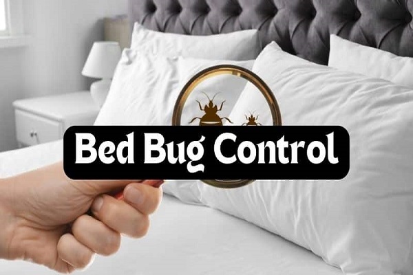 Bedbugs Pest Control in Jaipur