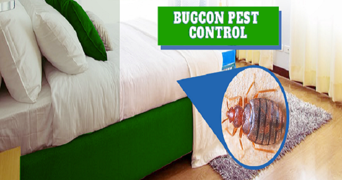 Bedbugs Pest Control in Jaipur