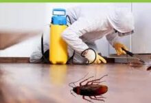 Cockroach Control Service in Jaipur