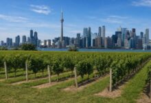 Toronto to Niagara Weed Tours