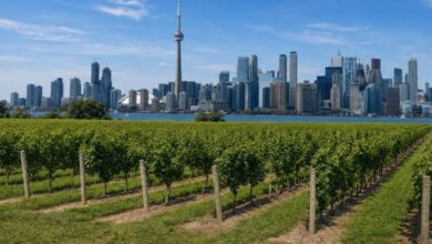 Toronto to Niagara Weed Tours