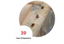Bed Bug Control Chennai