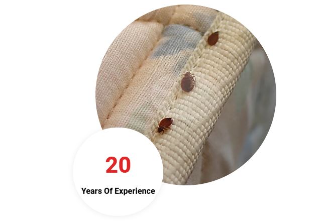 Bed Bug Control Chennai