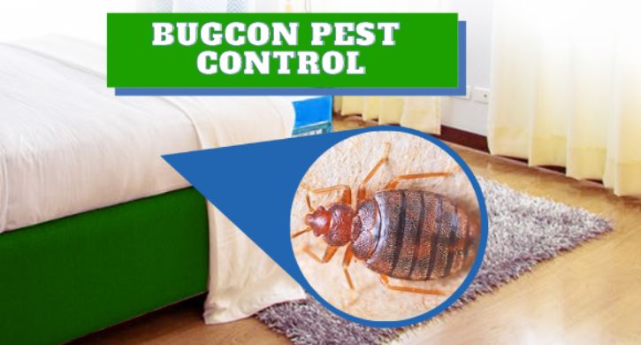 Bedbugs Pest Control in Jaipur