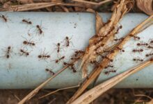 Cockroach Pest Control​ in Jaipur