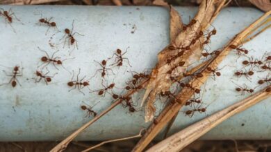 Cockroach Pest Control​ in Jaipur