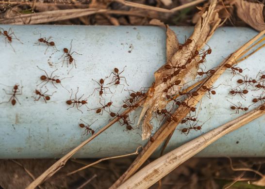 Cockroach Pest Control​ in Jaipur