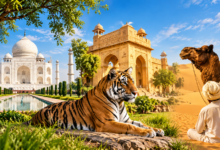 Ranthambore National Park tour packages