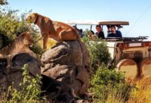 Ranthambore jeep safari timings